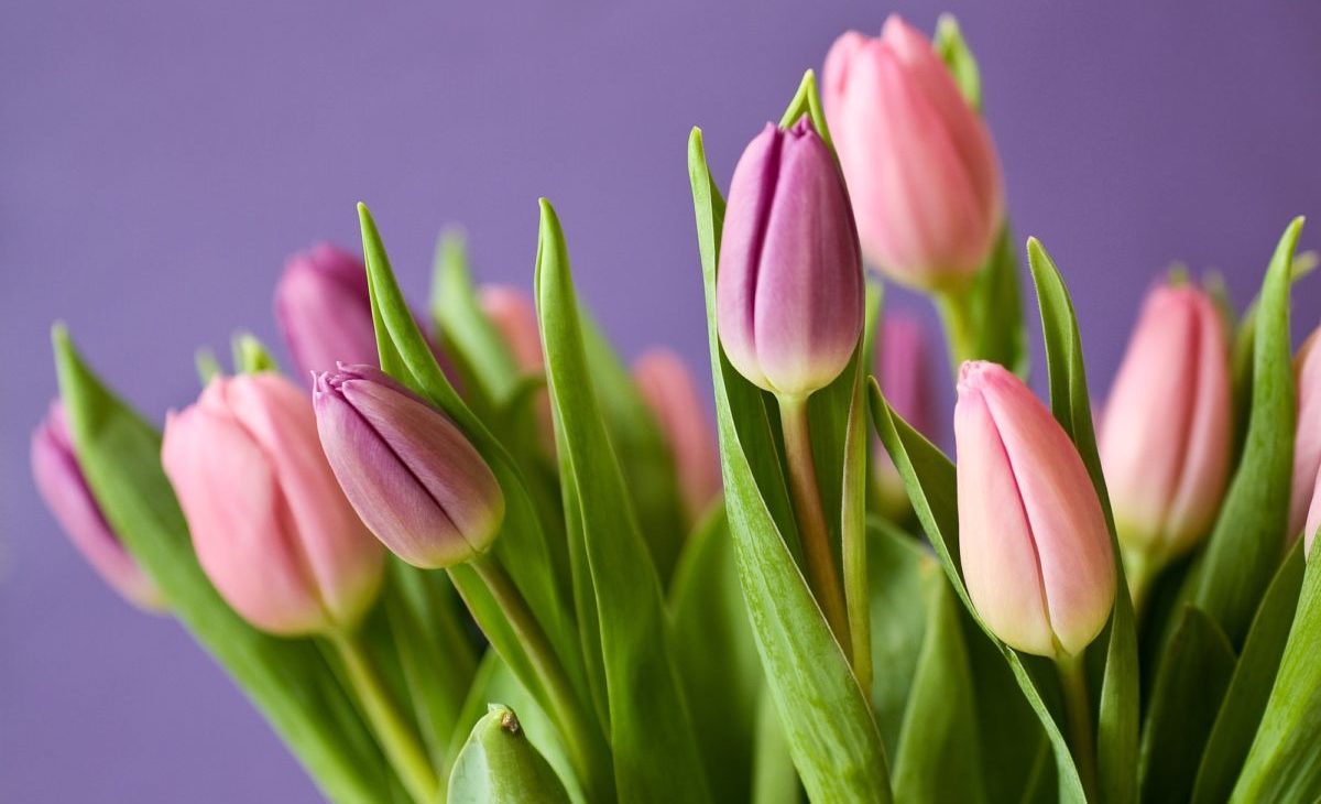 Różowe tulipany