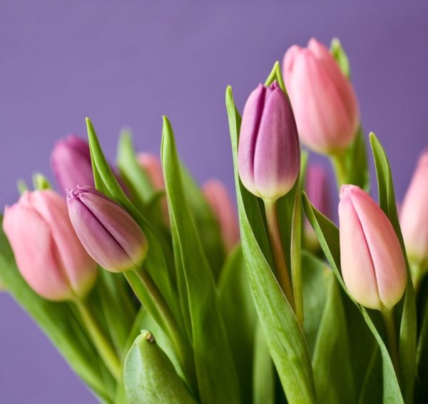 Różowe tulipany