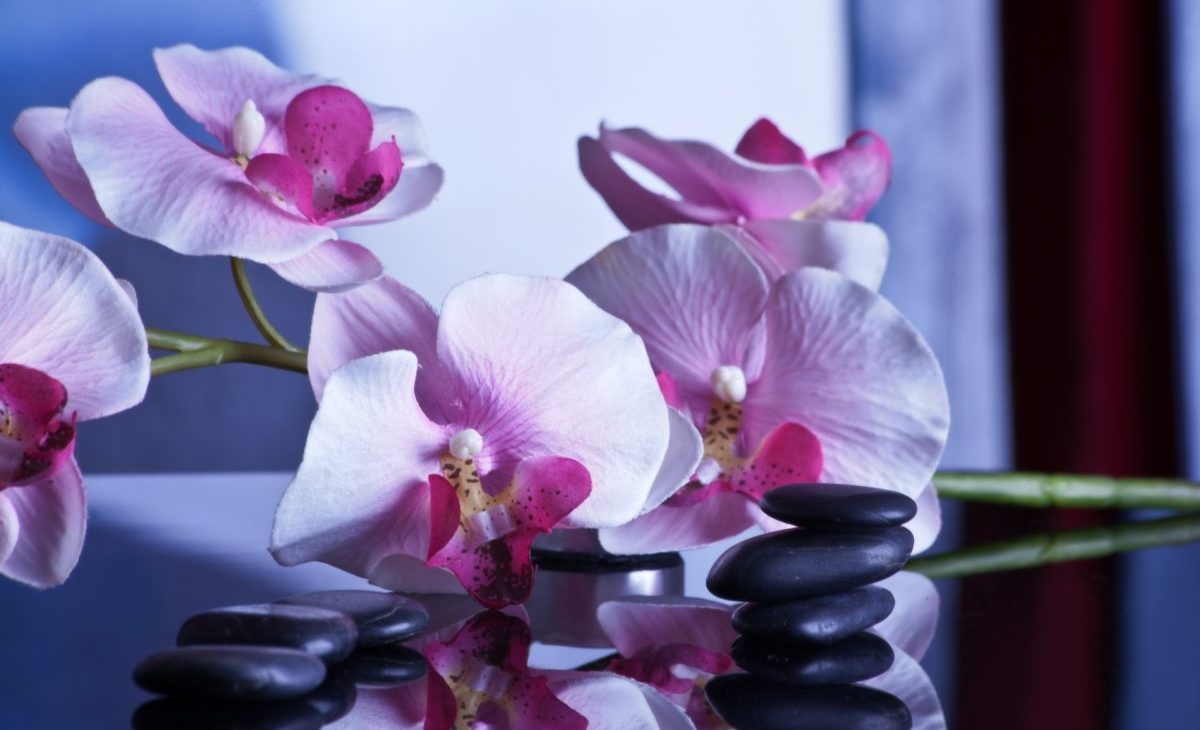 Orchidea