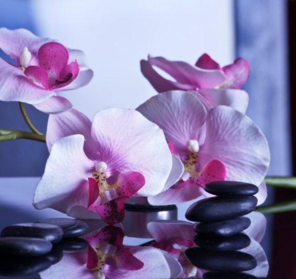 Orchidea
